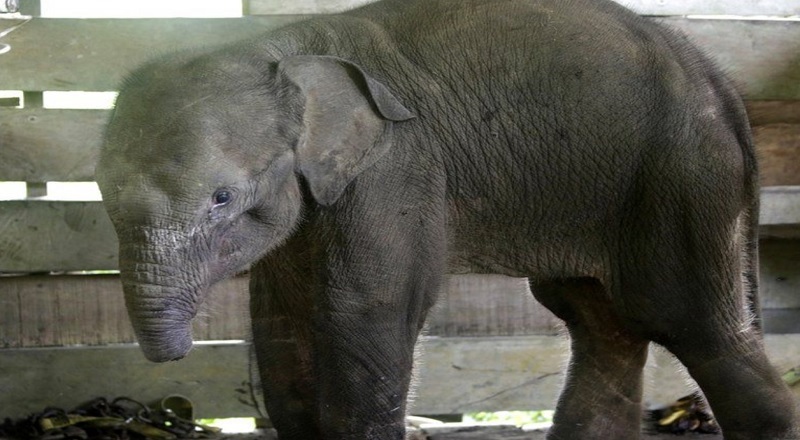 தும்பிக்கை வெட்டப்பட்ட குட்டி யானை இறந்தது - என்ன நடந்தது?